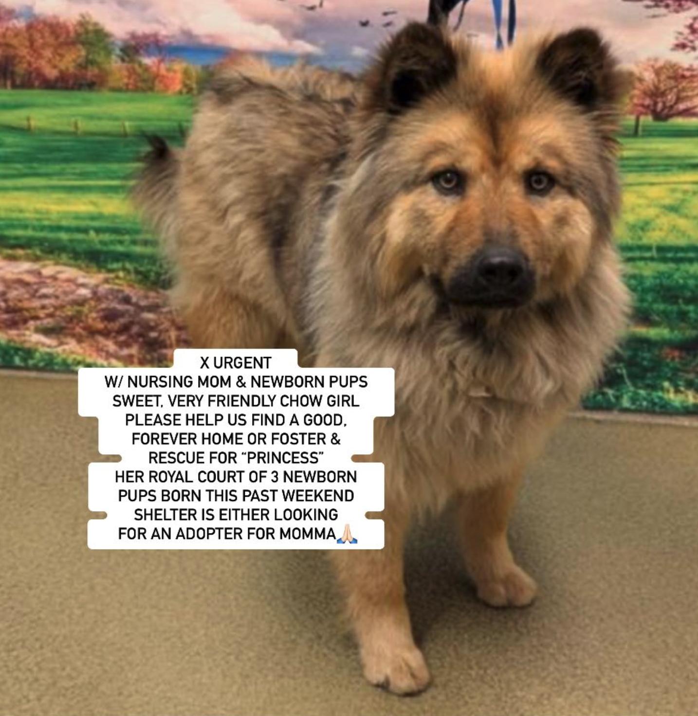 Princess and her Royal Court of Puffs, an adoptable Chow Chow, Spitz in riverside, CA, 92509 | Photo Image 1