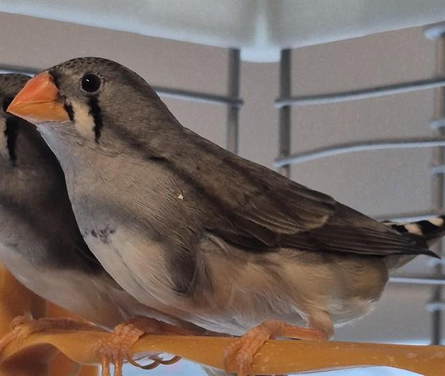 Enlarge CREPES, a Adoptable Finch in Vaughan, ON image 1/1