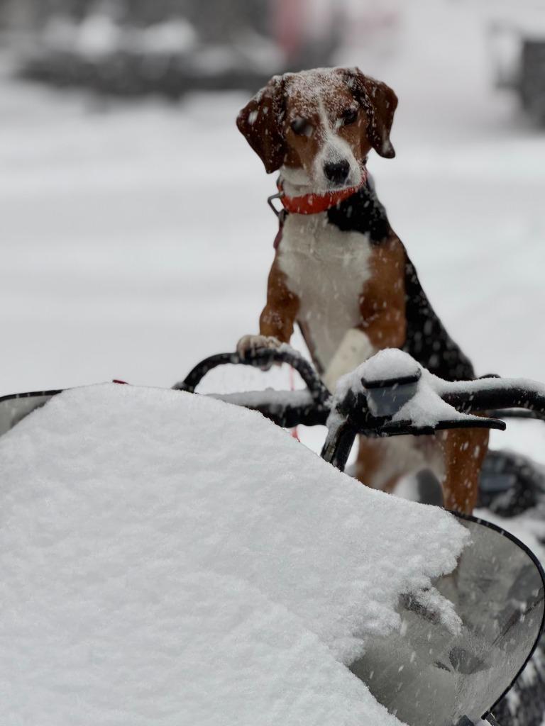 Enlarge Bella **COURTESY LISTING**, a Adoptable Beagle in Peru, NY image 1/2