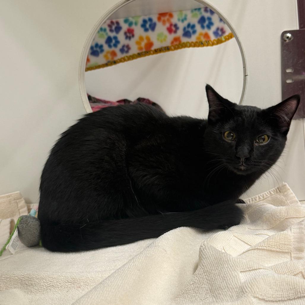 Enlarge Presley, a Adoptable Domestic Short Hair in Cheyenne, WY image 1/1