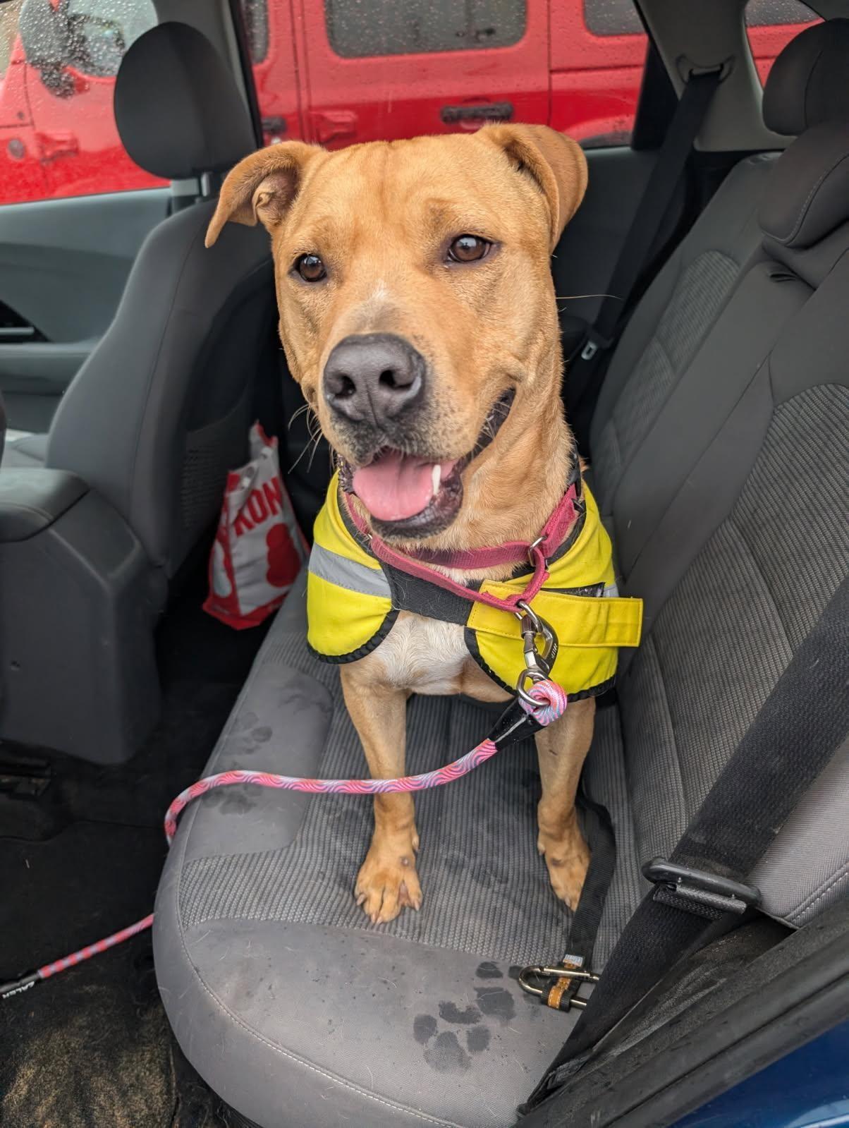 Enlarge Cain, a Adoptable mixed breed in Bernalillo, NM image 5/6