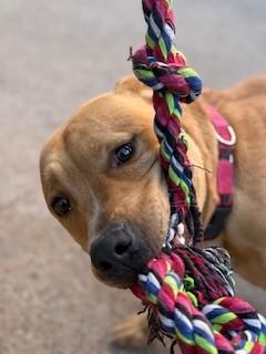 Enlarge Cain, a Adoptable mixed breed in Bernalillo, NM image 5/6