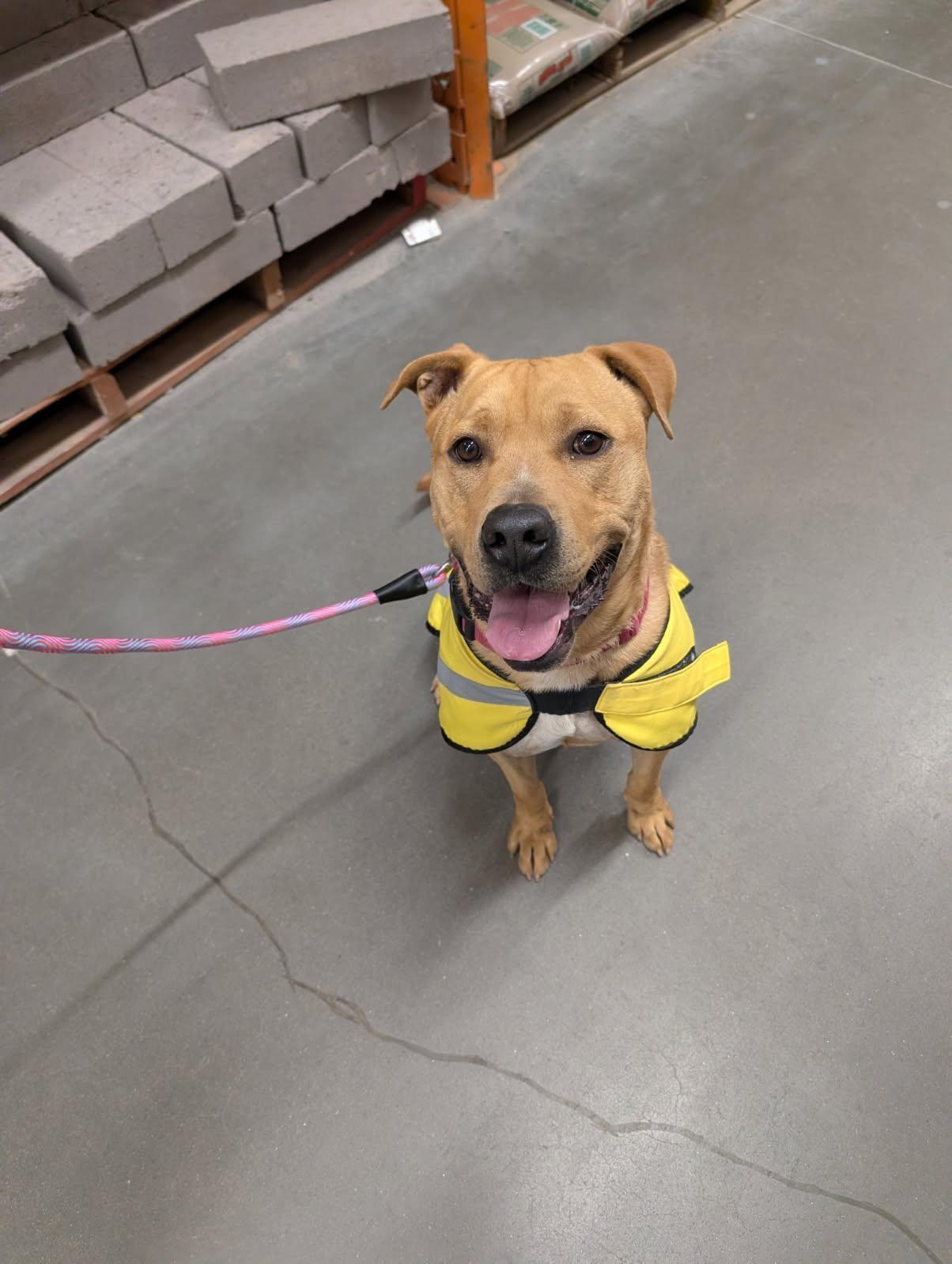 Enlarge Cain, a Adoptable mixed breed in Bernalillo, NM image 4/6