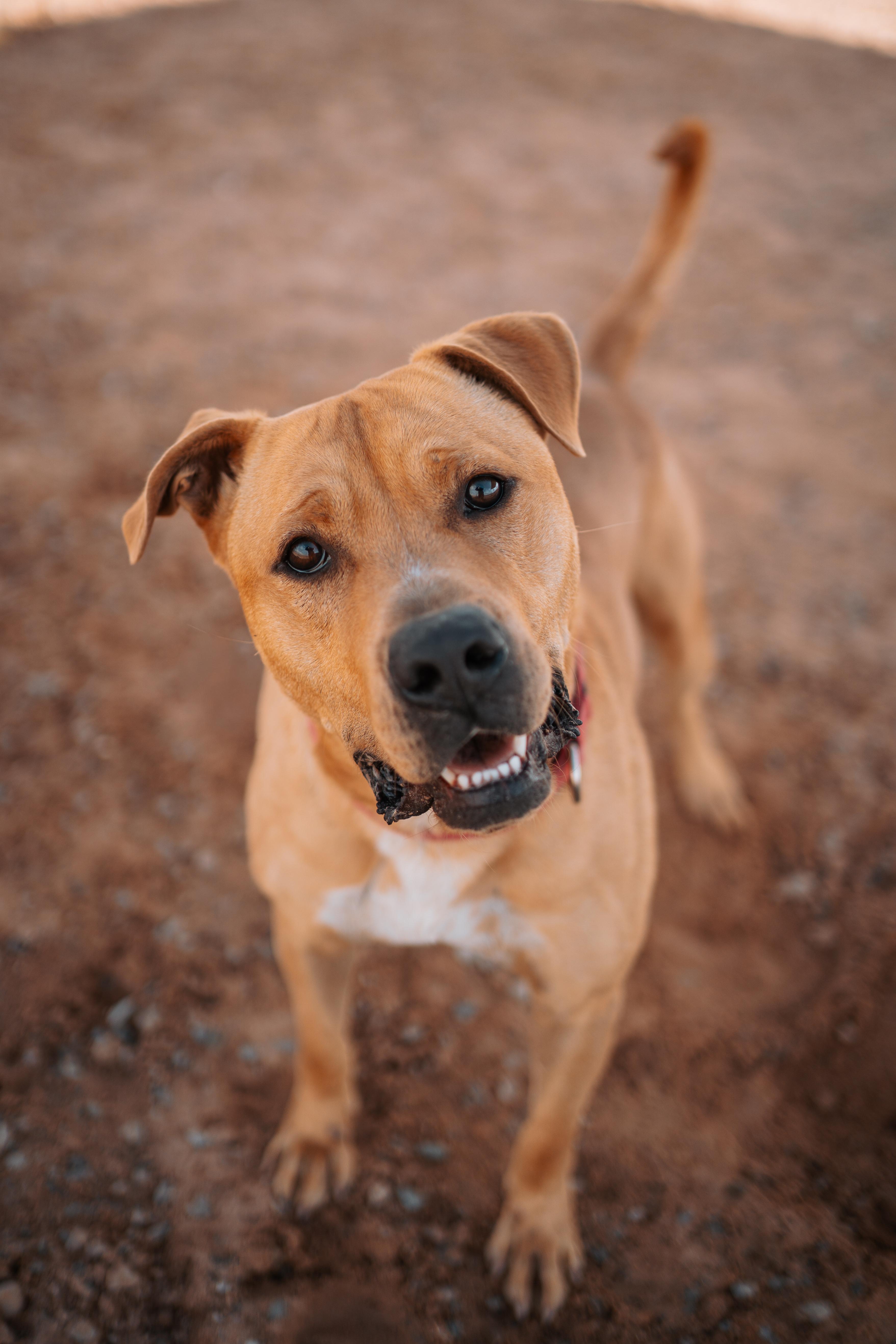 Enlarge Cain, a Adoptable mixed breed in Bernalillo, NM image 2/6