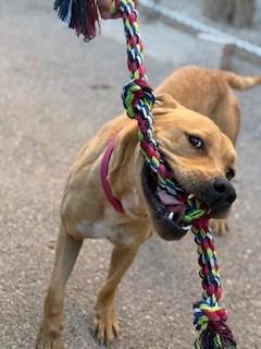 Cain, an adoptable American Staffordshire Terrier in Bernalillo, NM, 87004 | Photo Image 4