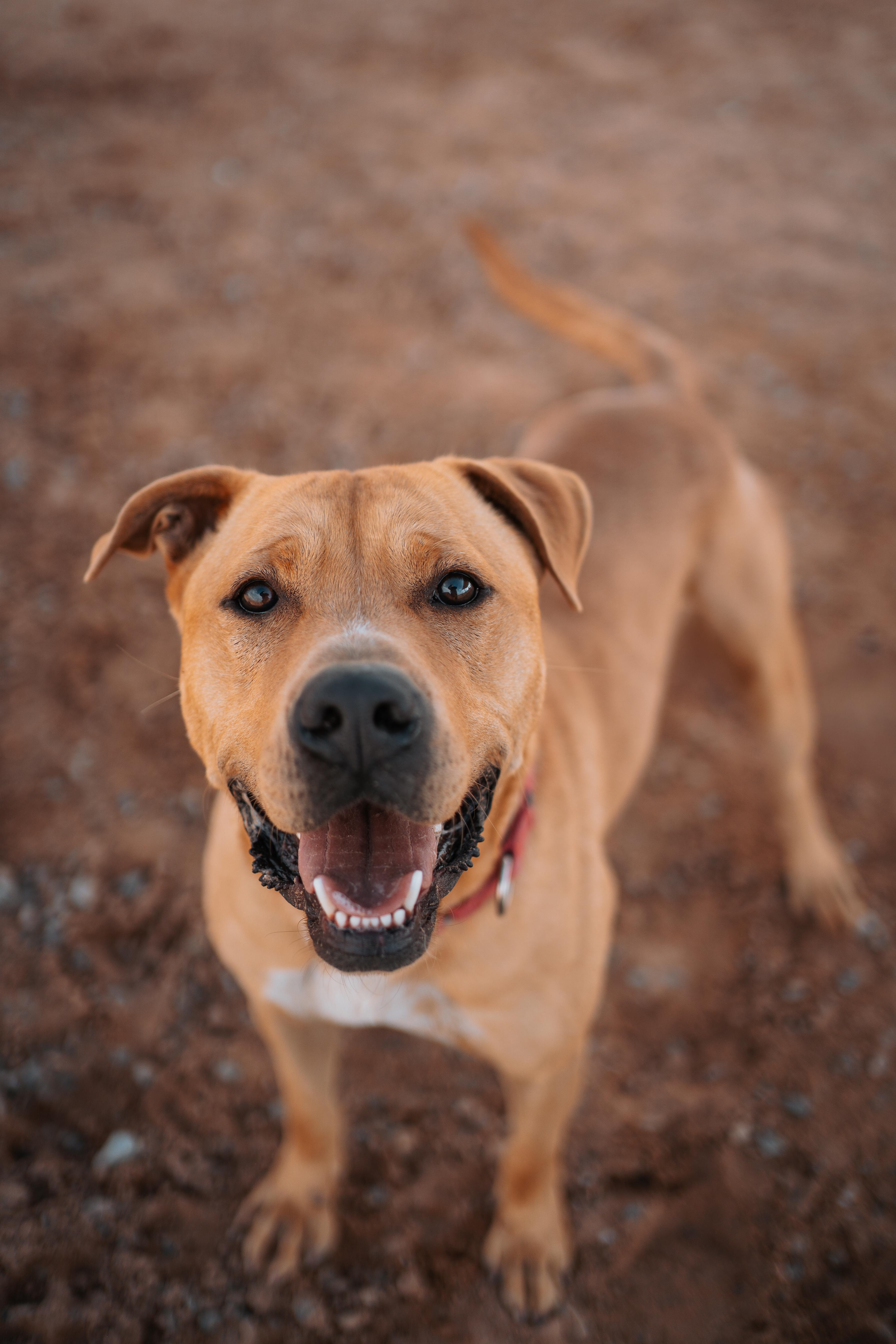 Cain, a Adoptable mixed breed in Bernalillo, NM image 4/5