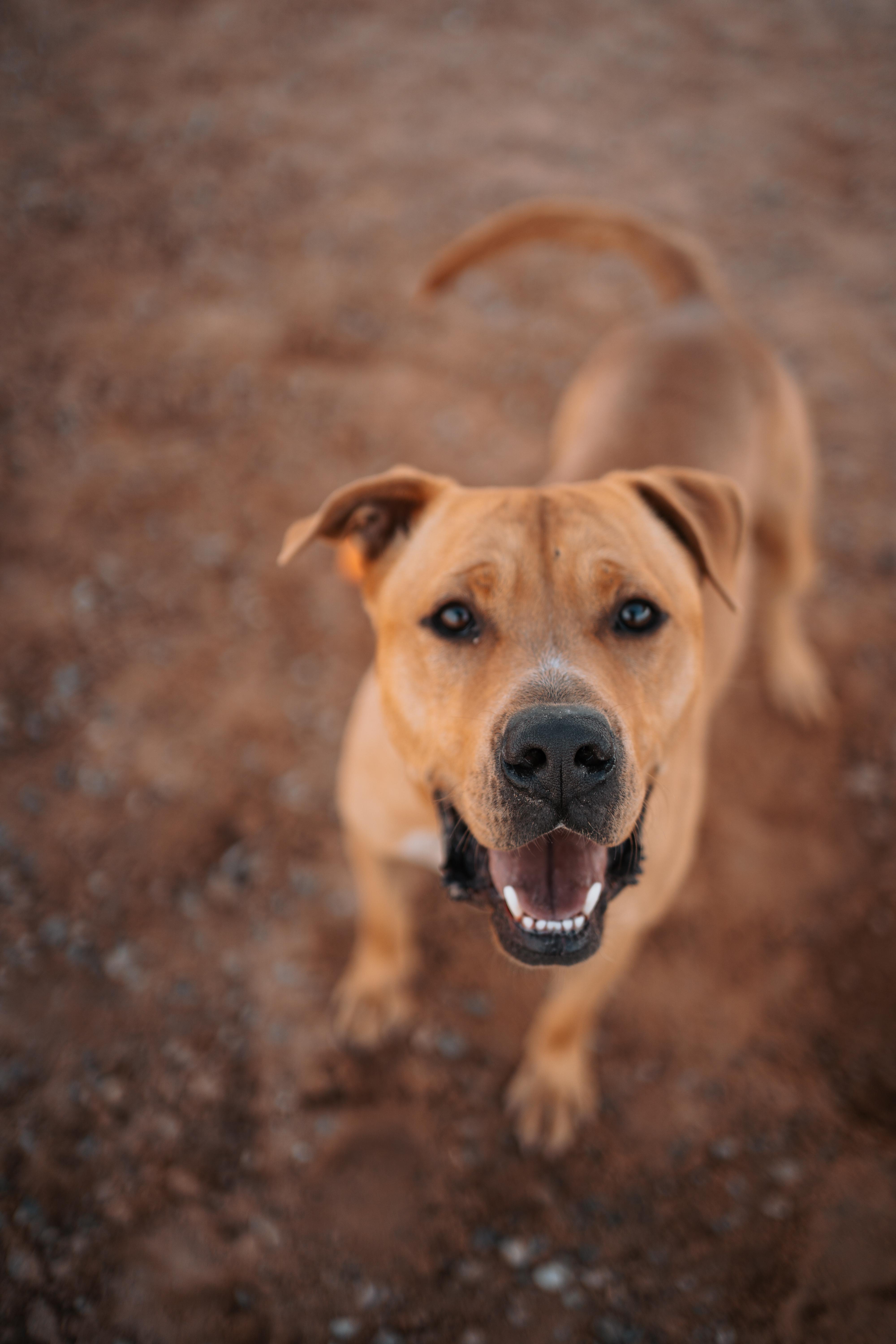 Cain, Adoptable, Adult Male American Staffordshire Terrier.