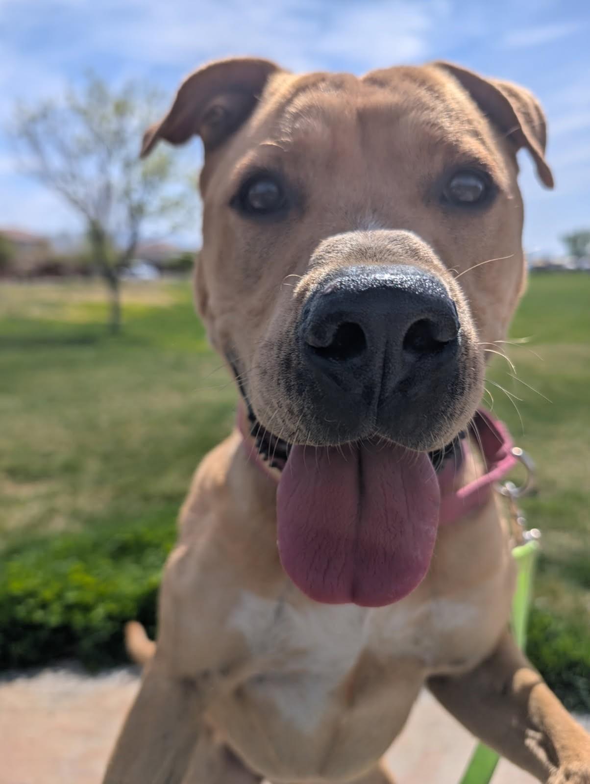 Cain, Adoptable, Young Male American Staffordshire Terrier.
