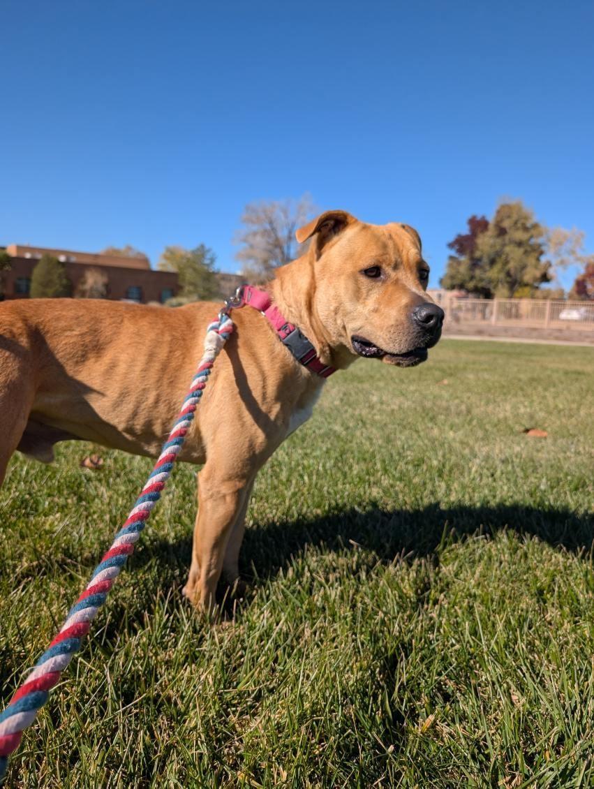 Cain, an adoptable American Staffordshire Terrier in Bernalillo, NM, 87004 | Photo Image 5