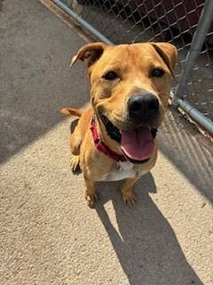 Cain, an adoptable American Staffordshire Terrier in Bernalillo, NM, 87004 | Photo Image 1