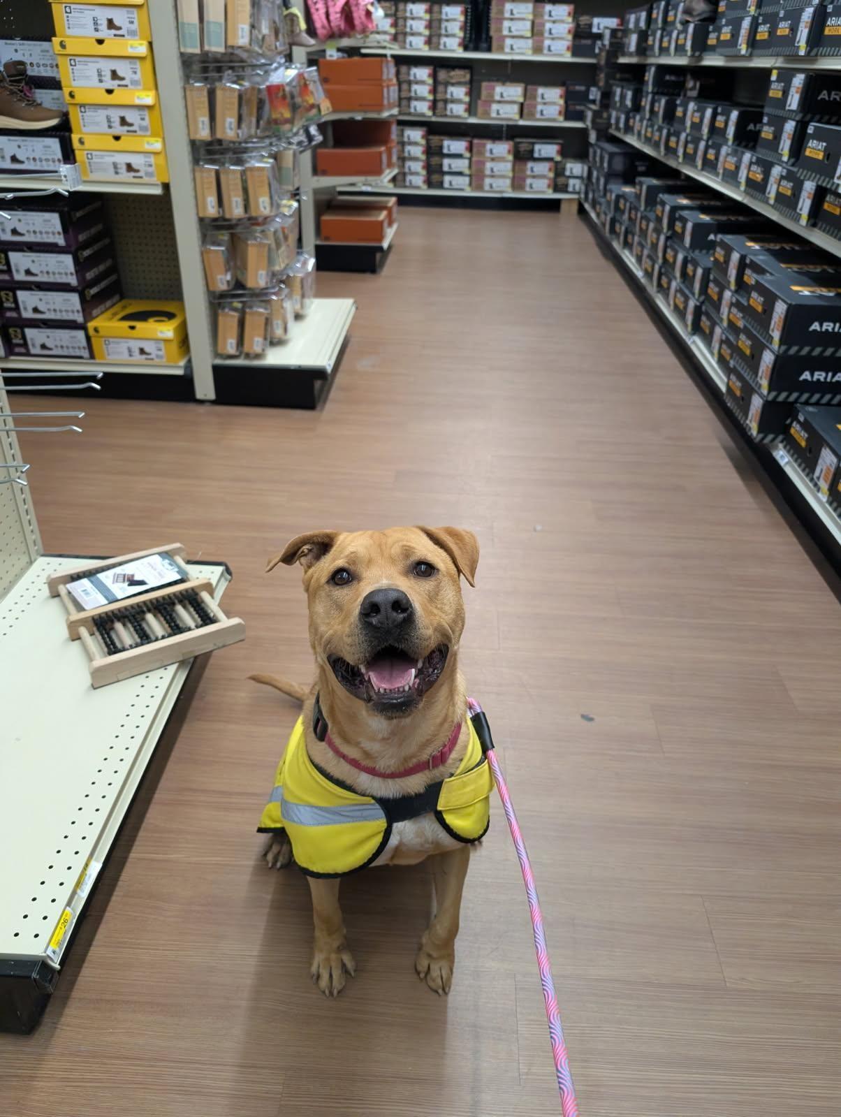 Enlarge Cain, a Adoptable mixed breed in Bernalillo, NM image 6/6