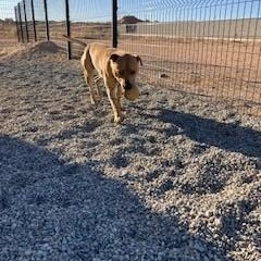 Cain, an adoptable American Staffordshire Terrier in Bernalillo, NM, 87004 | Photo Image 4