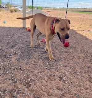Cain, an adoptable American Staffordshire Terrier in Bernalillo, NM, 87004 | Photo Image 3
