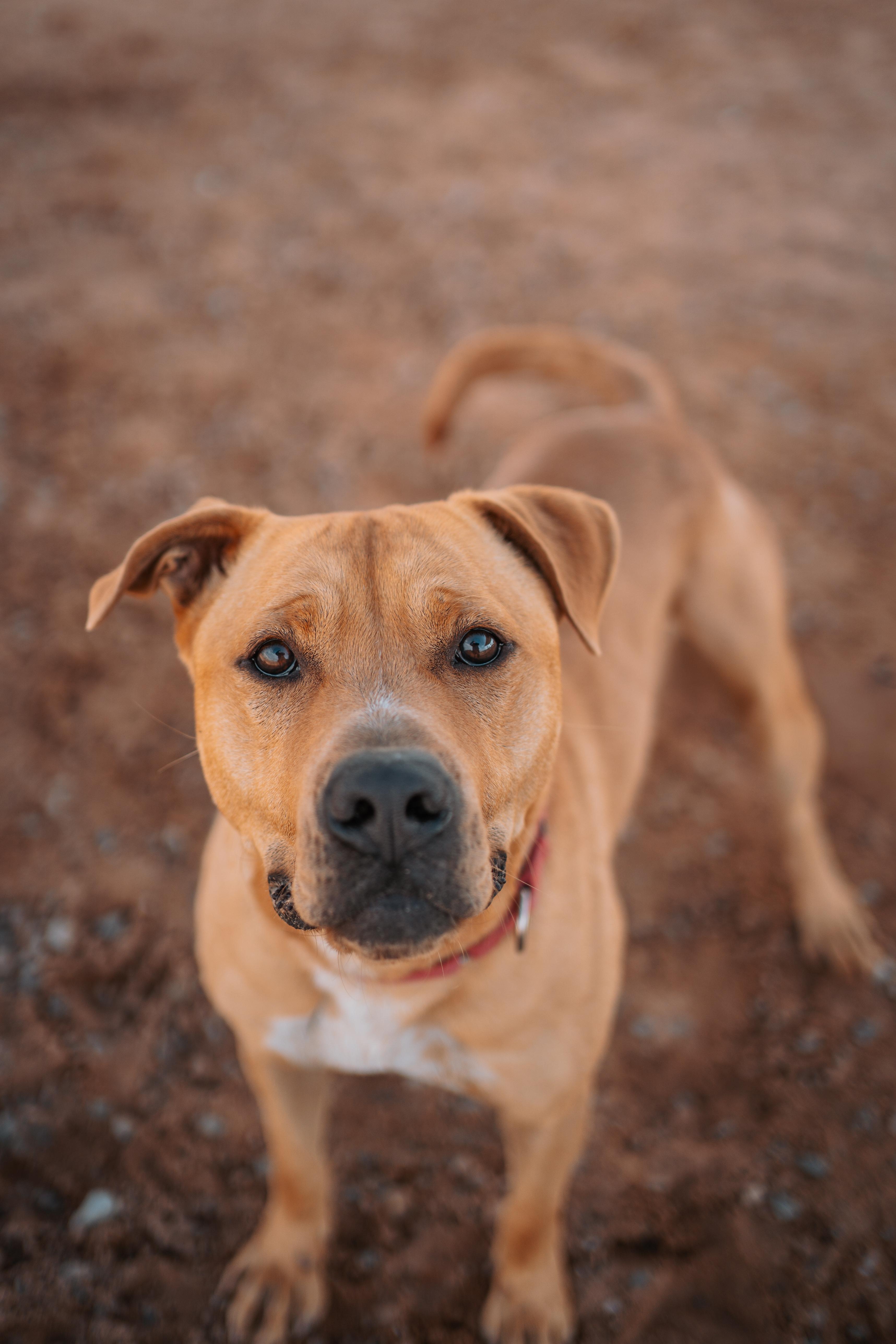 Cain, a Adoptable mixed breed in Bernalillo, NM image 5/5