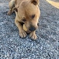 Cain, an adoptable American Staffordshire Terrier in Bernalillo, NM, 87004 | Photo Image 2