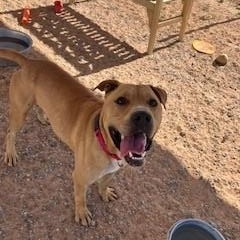 Cain, Adult Male American Staffordshire Terrier