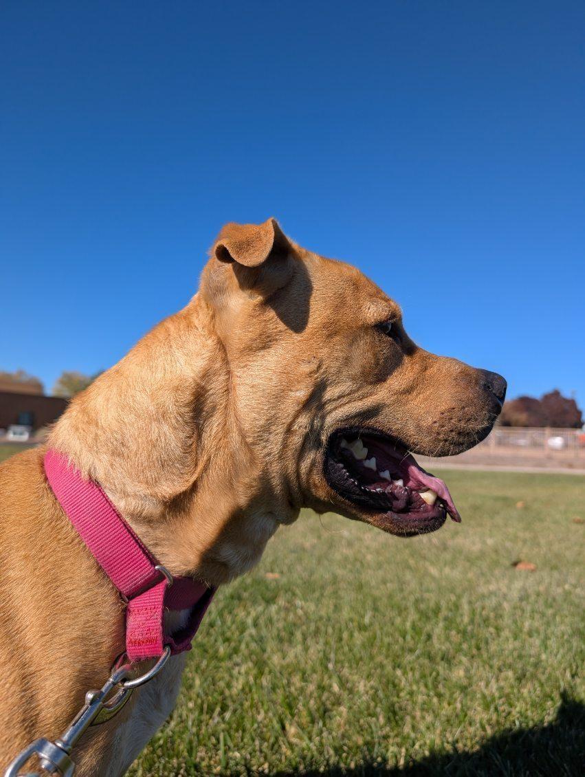 Enlarge Cain, a Adoptable mixed breed in Bernalillo, NM image 4/6