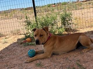 Cain, an adoptable American Staffordshire Terrier in Bernalillo, NM, 87004 | Photo Image 2