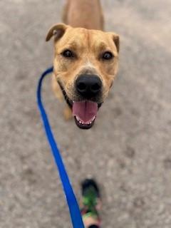 Cain, an adoptable American Staffordshire Terrier in Bernalillo, NM, 87004 | Photo Image 2