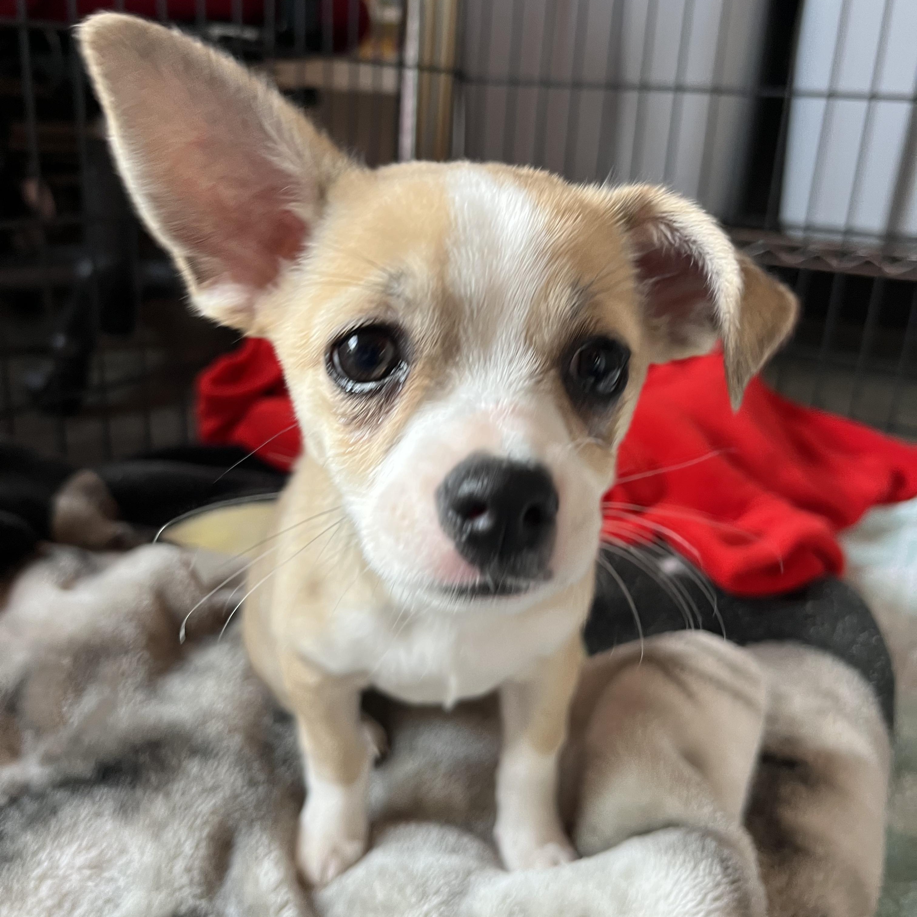 Enlarge Tofu, an adopted mixed breed in Salisbury, NC image 2/5