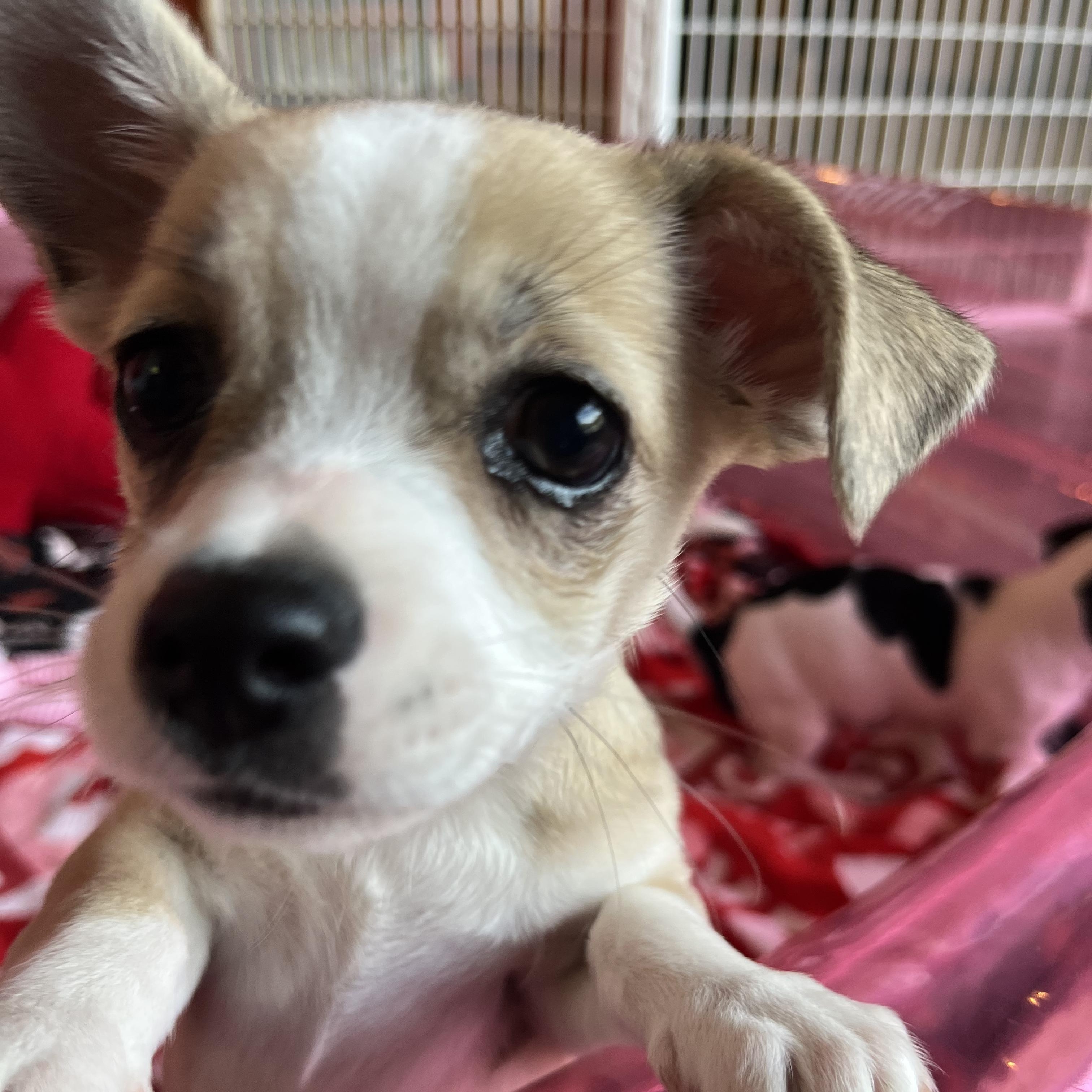 Enlarge Tofu, an adopted mixed breed in Salisbury, NC image 3/5