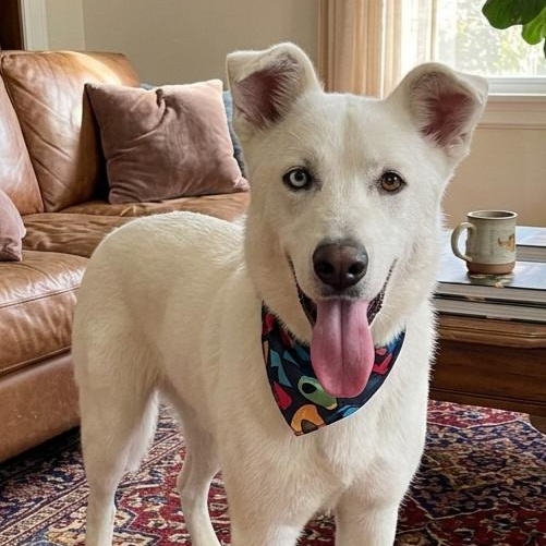 **TANGO**, a Adoptable mixed breed in North Prairie, WI image 1/3