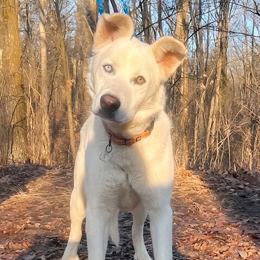 **TANGO**, a Adoptable mixed breed in North Prairie, WI image 2/3