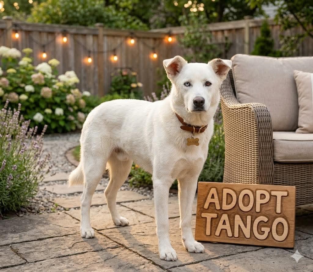 **TANGO**, a Adoptable mixed breed in North Prairie, WI image 3/3