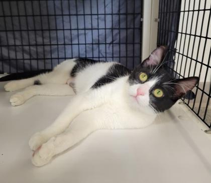 Tiana, Adoptable, Young Female Domestic Short Hair & Domestic Short Hair.