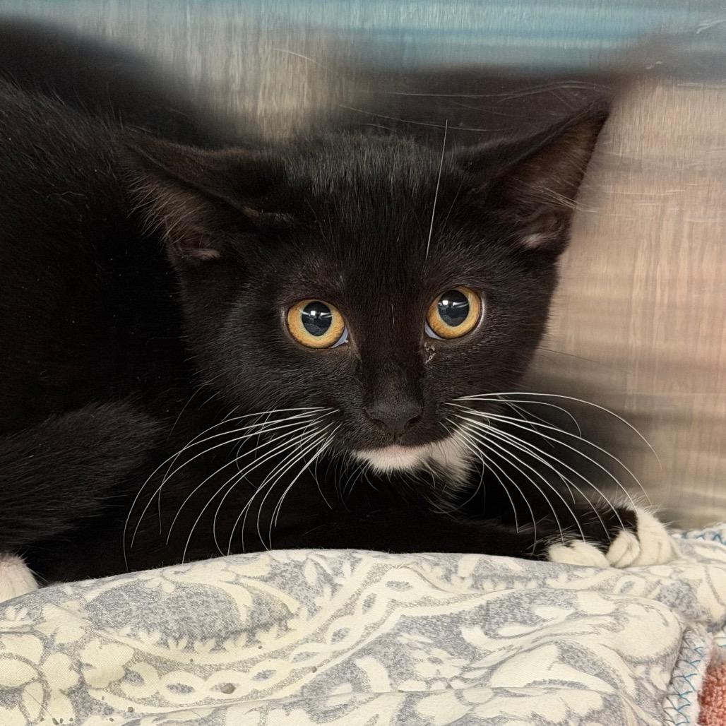 Enlarge Chicken, a Adoptable Domestic Short Hair in East Hanover, NJ image 1/2