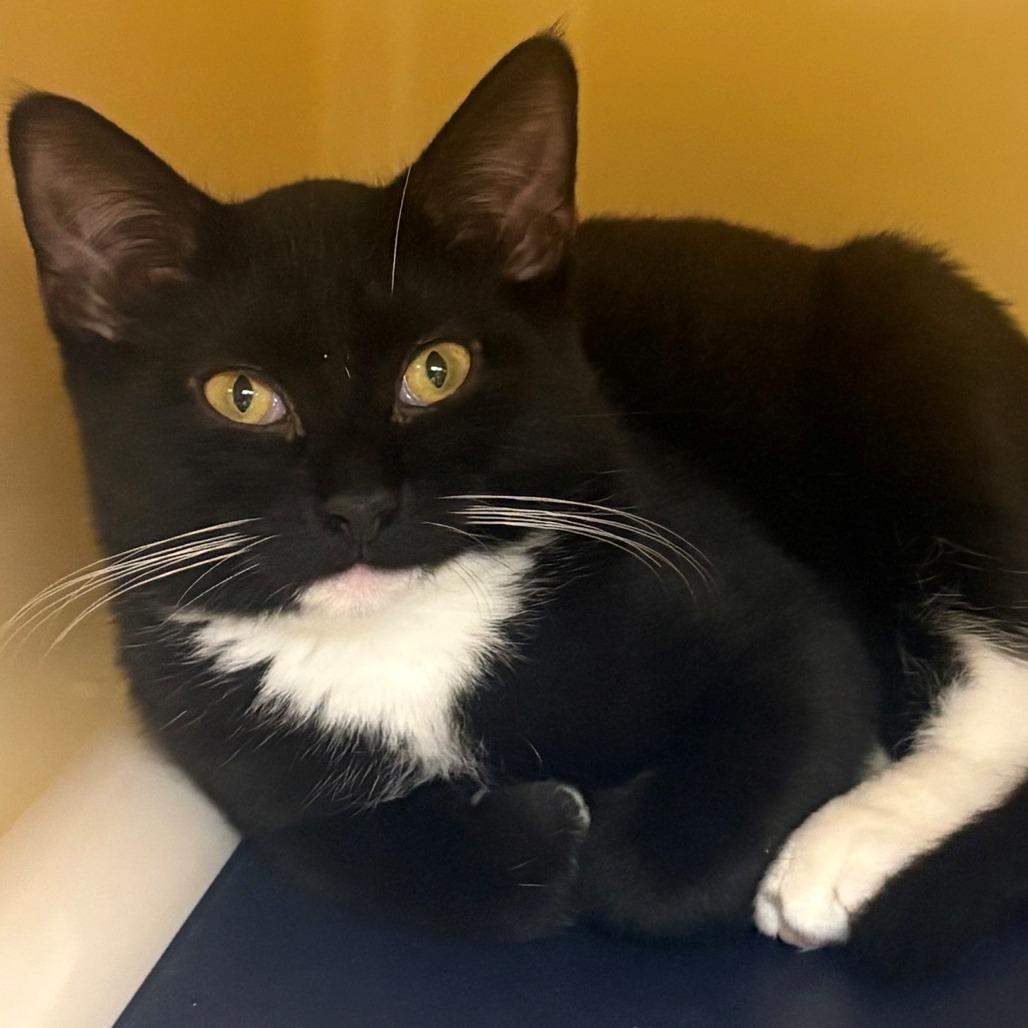 Enlarge Chicken, a Adoptable Domestic Short Hair in East Hanover, NJ image 2/2