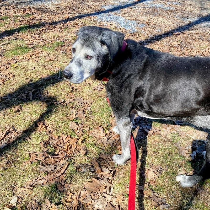 Allie — thumbnail 2