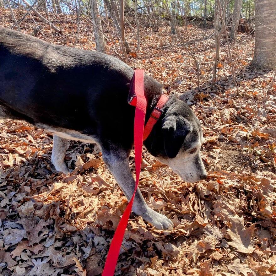 Allie — thumbnail 4