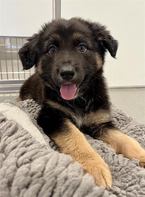 CHIPS AHOY, Adoptable, Puppy Male German Shepherd Dog.