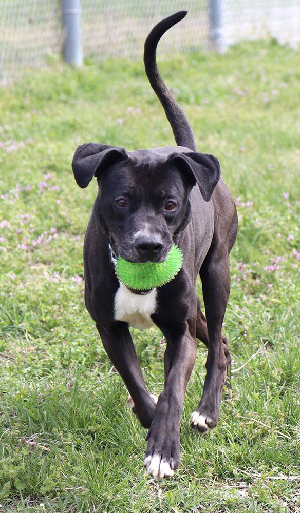 Miller (AO36207), a ADOPTABLE mixed breed in Kansas City, KS image 6/6