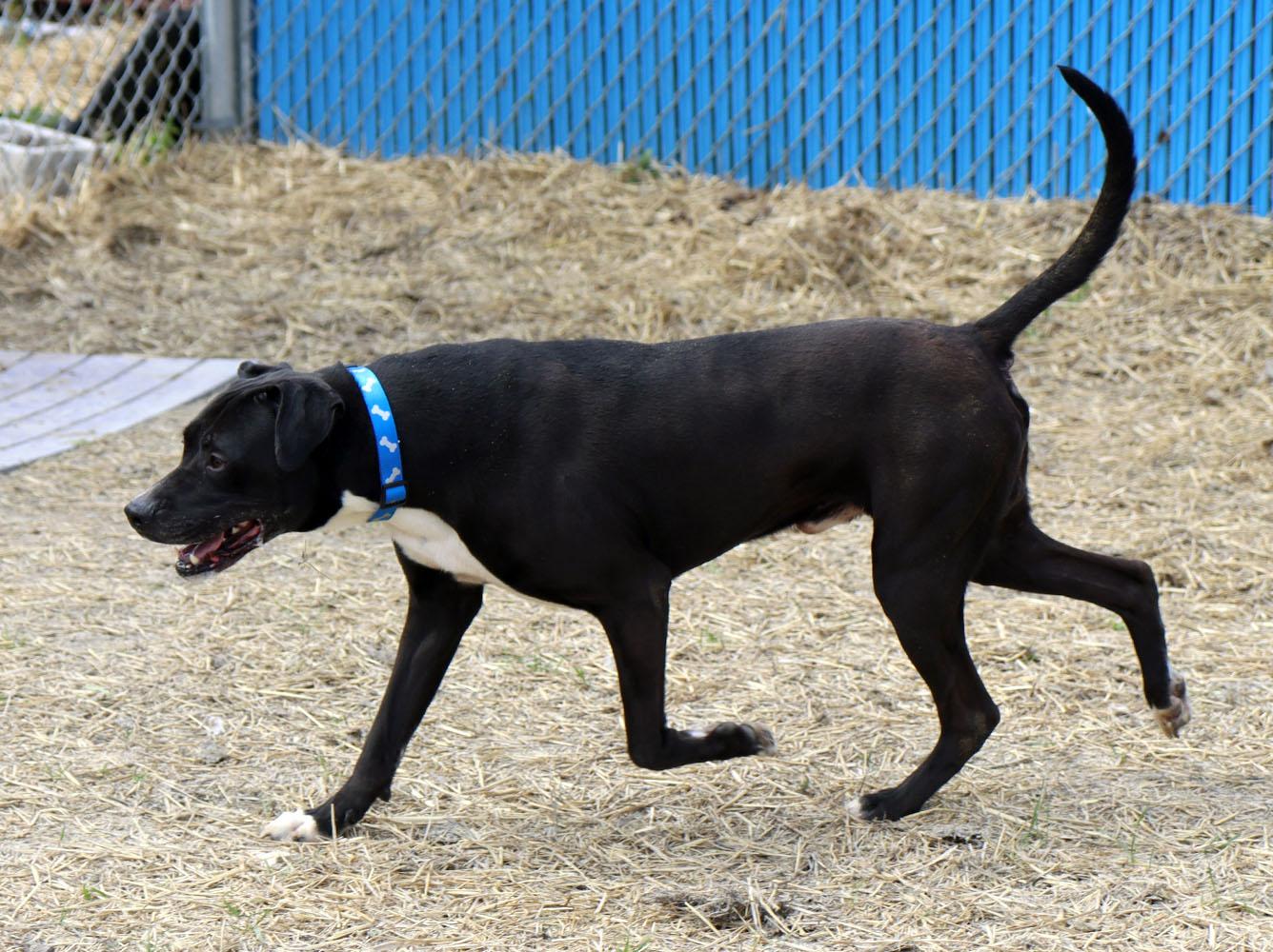Miller (AO36207), a ADOPTABLE mixed breed in Kansas City, KS image 4/6