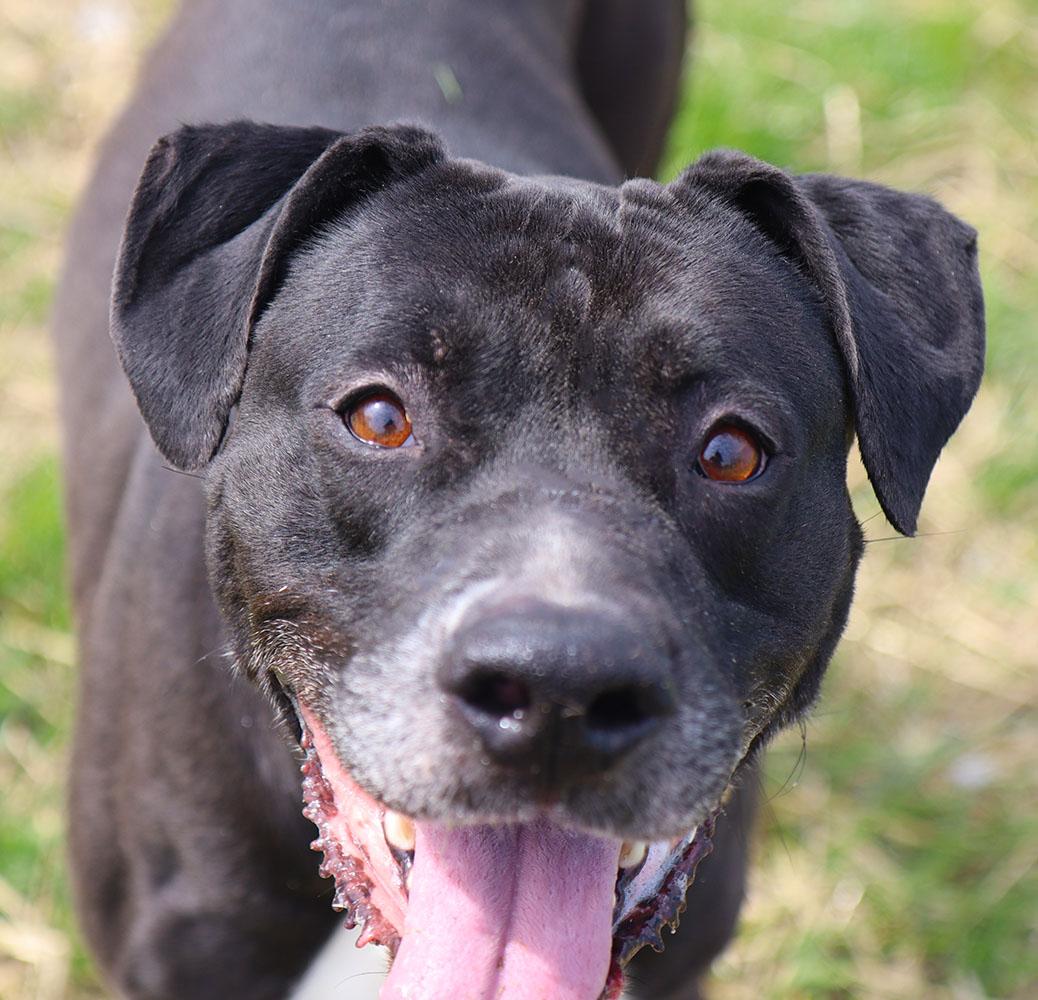 Miller (AO36207), a ADOPTABLE mixed breed in Kansas City, KS image 3/6
