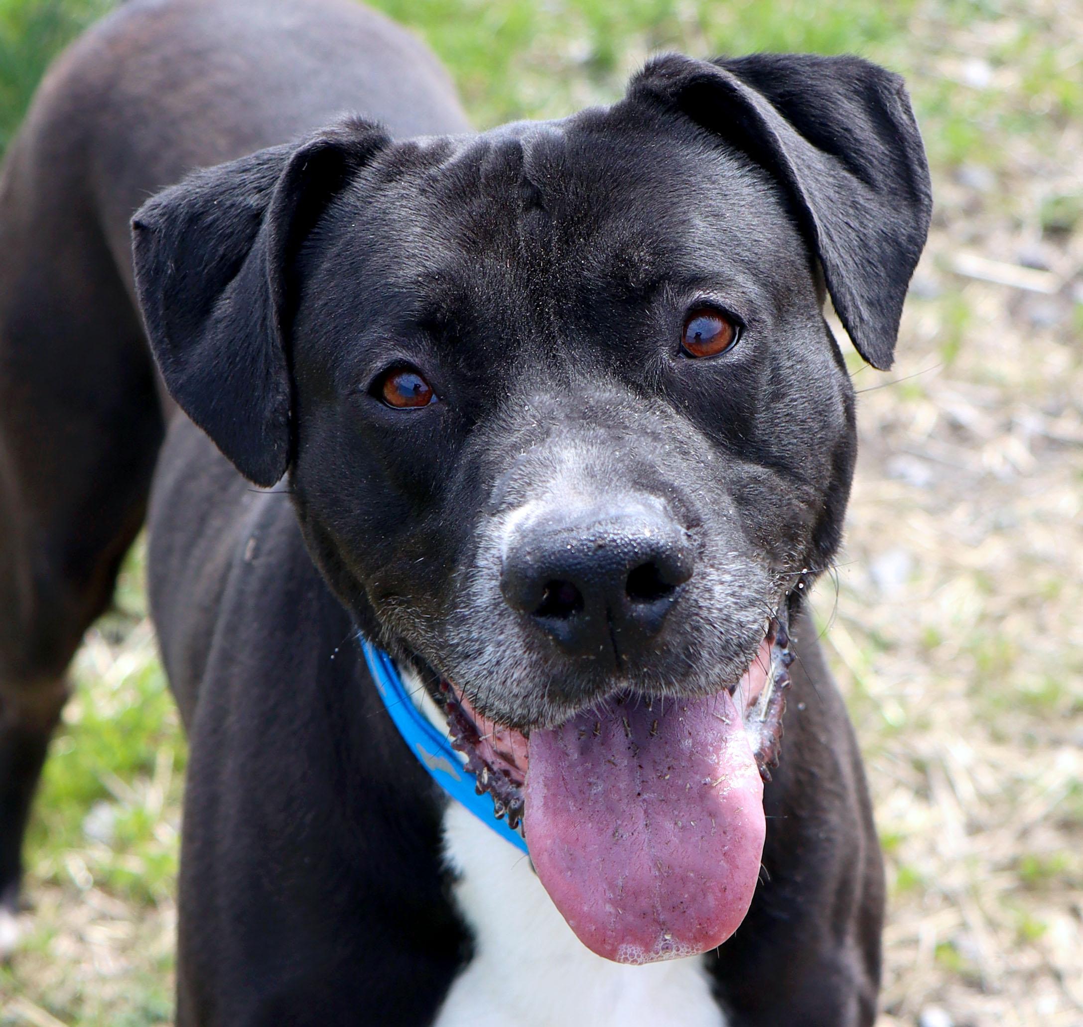 Miller (AO36207), ADOPTABLE, Adult Male Labrador Retriever.
