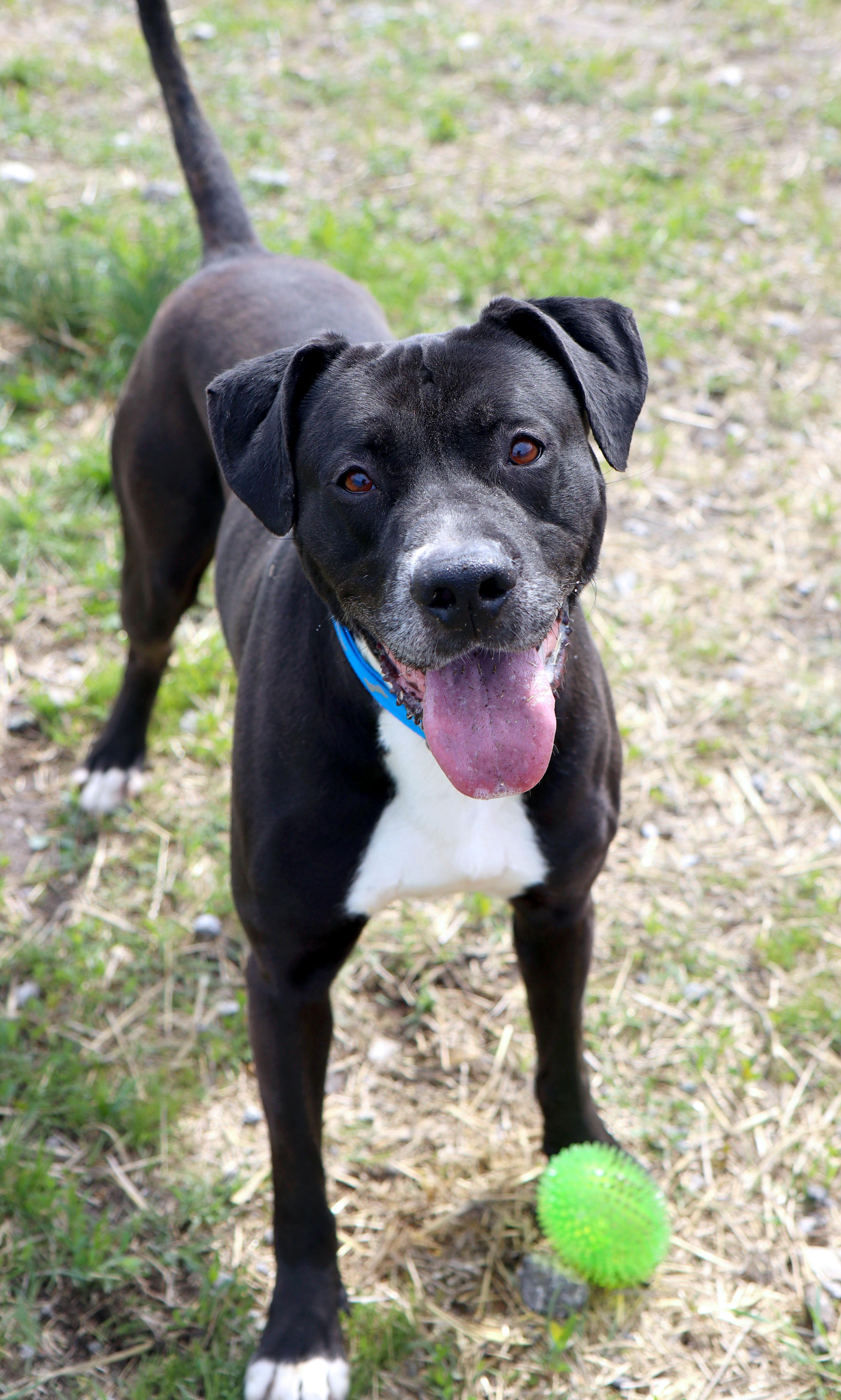 Miller (AO36207), a ADOPTABLE mixed breed in Kansas City, KS image 5/6