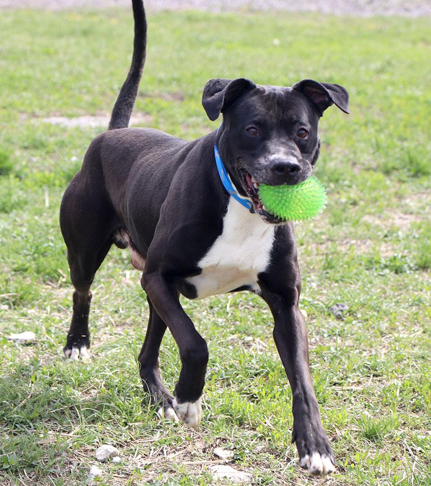 Miller (AO36207), a ADOPTABLE mixed breed in Kansas City, KS image 2/6