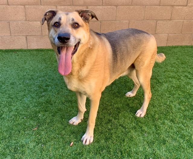 GORDON, Adoptable, Adult Male German Shepherd Dog.