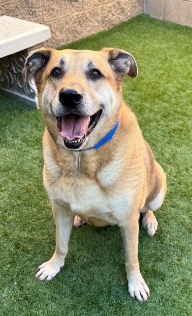 Enlarge GORDON, a Adoptable German Shepherd Dog in Moreno Valley, CA image 1/1