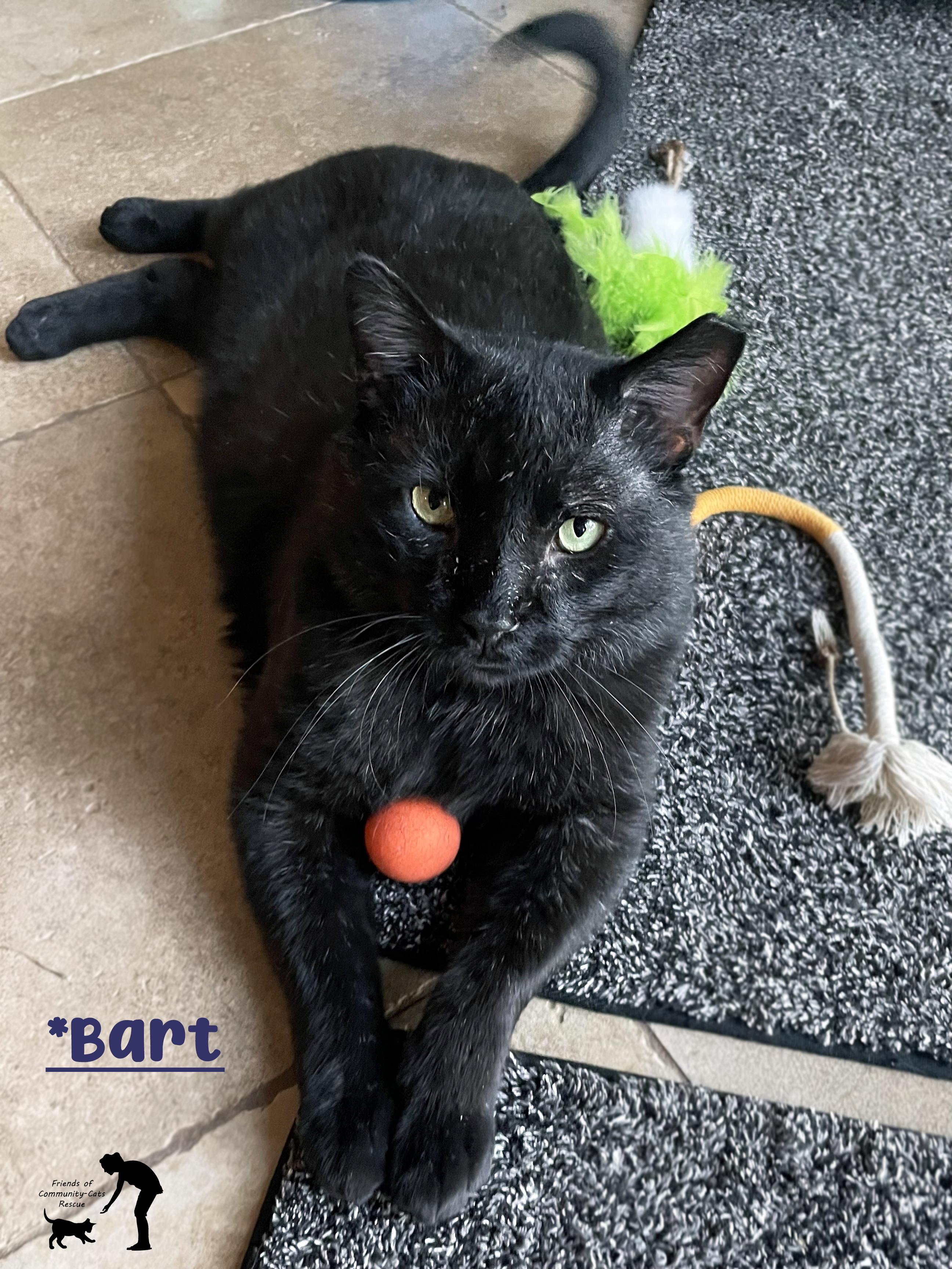 Bart, ADOPTABLE, Adult Male Domestic Short Hair.