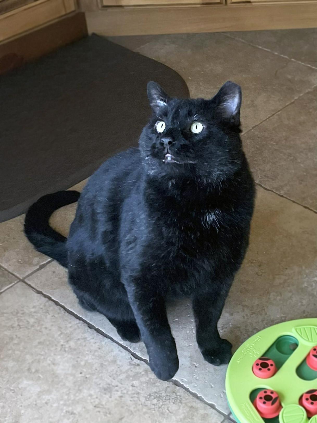 Enlarge Bart, a ADOPTABLE Domestic Short Hair in Centerville, UT image 4/5