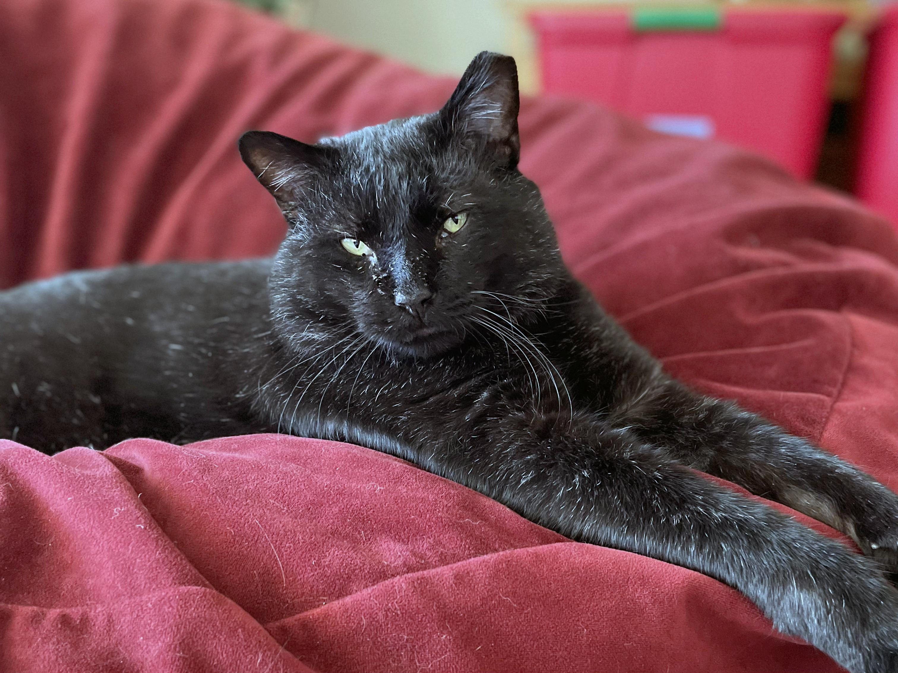 Enlarge Bart, a ADOPTABLE Domestic Short Hair in Centerville, UT image 2/5