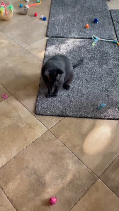Enlarge Bart, a ADOPTABLE Domestic Short Hair in Centerville, UT video 5/5