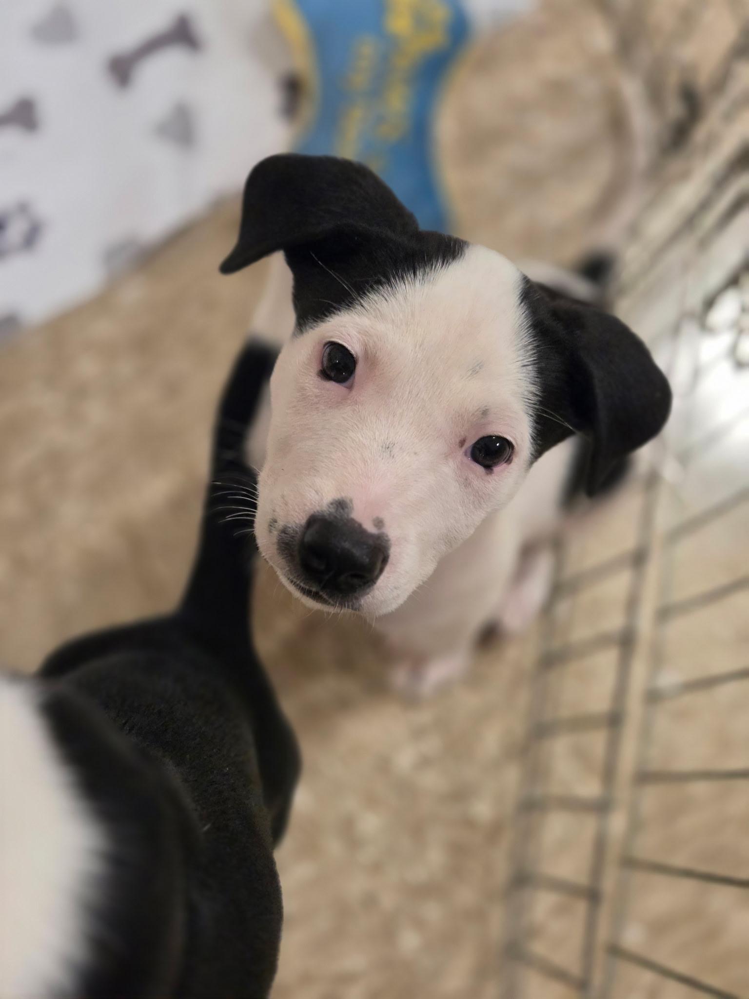 Enlarge Stripes, a Adoptable mixed breed in Greensboro, GA image 4/4