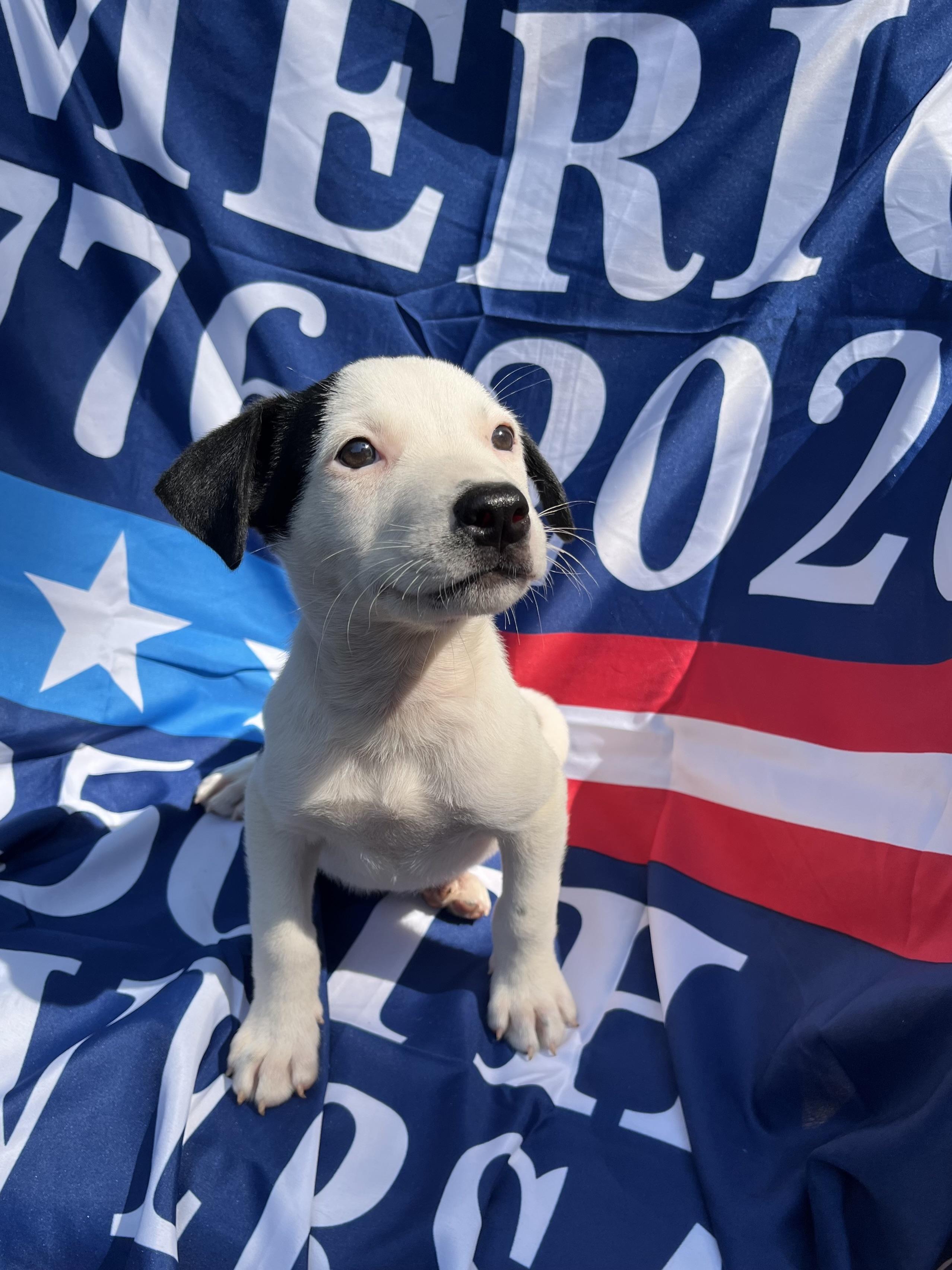 Enlarge Stripes, a Adoptable mixed breed in Greensboro, GA image 2/4