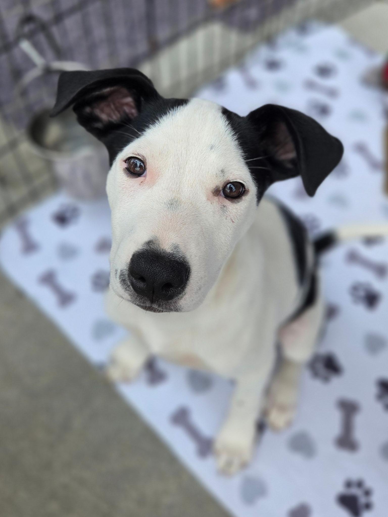 Stripes, Adoptable, Puppy Male Pointer.