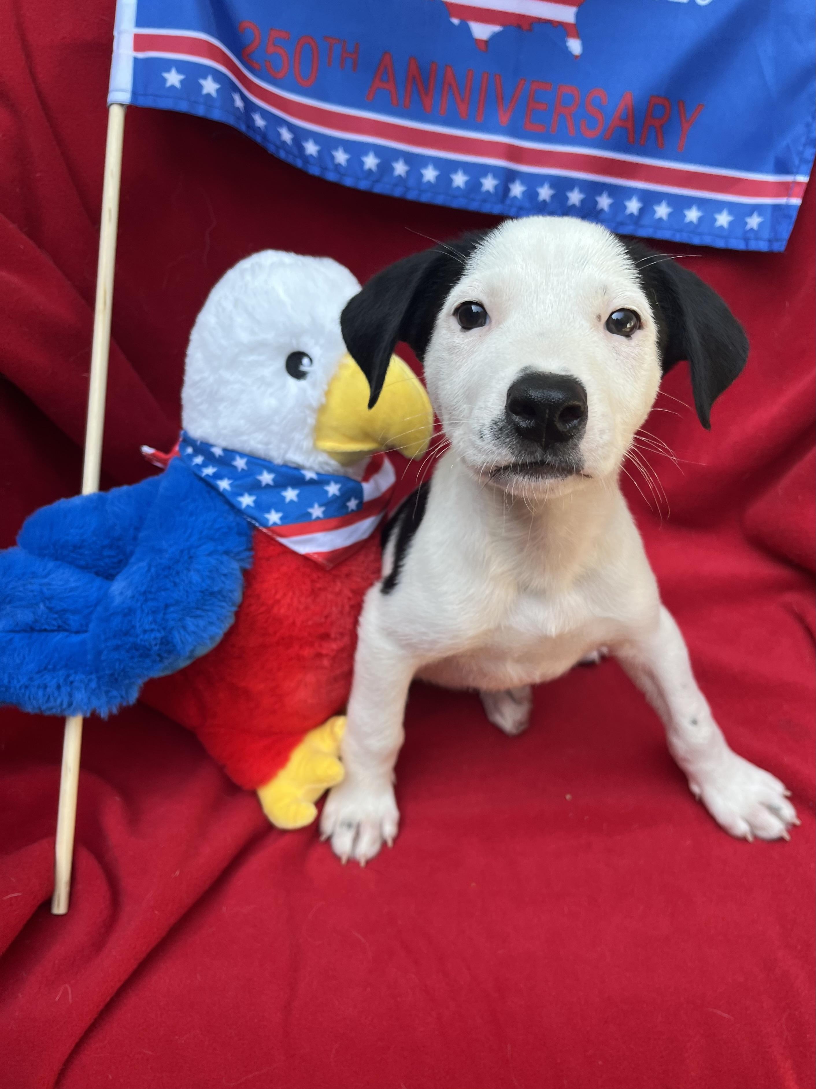 Enlarge Stripes, a Adoptable mixed breed in Greensboro, GA image 3/4